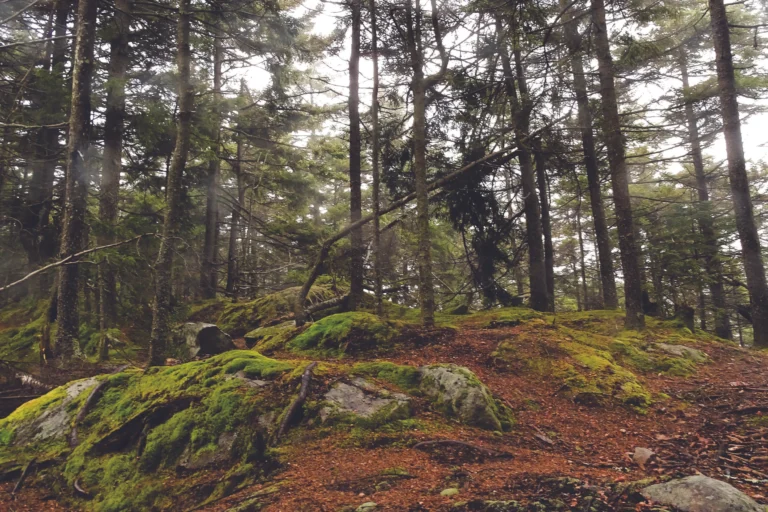 Top 10 Nature Spots In Boston