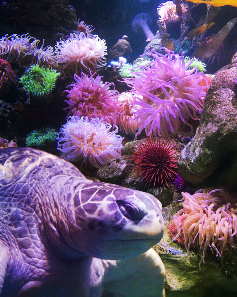 Myrtle The Turtle