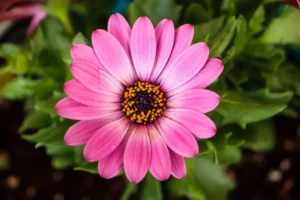 Tehya is Tired of…Demonizing the Color Pink
