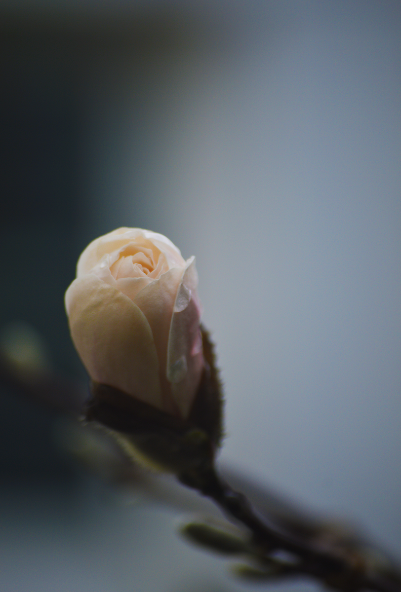 Photographed by Eleanor Hilty