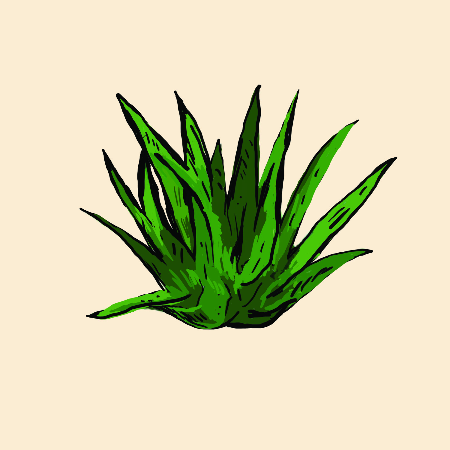aloe vera